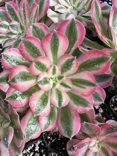 Aeonium Pink Witch Live Succulent (4" Plant Pot), Succulents Plants Live, Succulent Plants Fully Rooted, Rare House Plant for Home Office Decoration, DIY Projects, Party Favor Gift - Image 6
