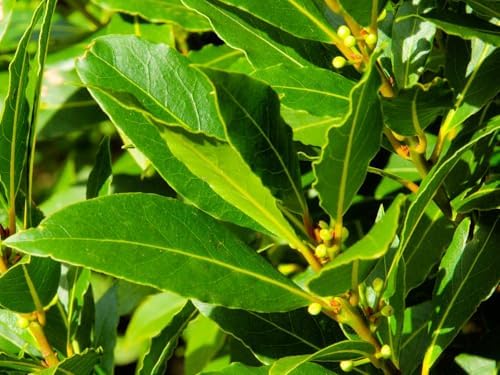 Greenwood Nursery: Live Perennial Plants - Bay Laurel Herb + Laurus Nobilis - [Qty: 10x 2.5 Pot] - (Click for Other Available Plants/Quantities) - Image 2