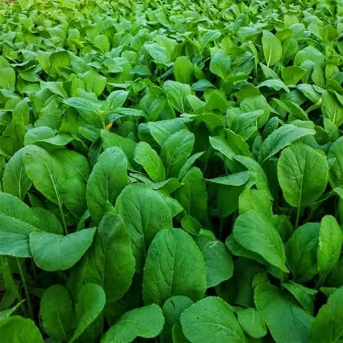 4000+ Florida Broadleaf Mustard Seeds for Planting Vegetable Seeds for Green Leaf Non-GMO Heirloom Garden Seed Small GAI Choi Cải bẹ xanh (Pack of 2) - Image 7