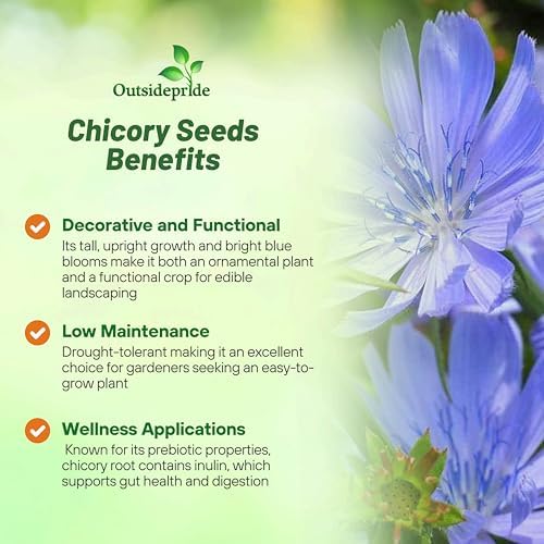 Outsidepride Chicory Seeds for Planting - 1 lb. Perennial, Easy to Grow & Drought Tolerant, Flower Seeds with Clustered Pastel Blue Blooms for Garden Pastures & Wildflower Meadows - Image 4