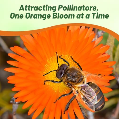 Outsidepride Gelato Orange Ice Plant Seeds - 10000 Pcs Perennial, Drought Tolerant Ground Cover Seeds for Planting Vibrant Trailing Blooms, Ideal for Sunny Gardens & Xeriscape Landscaping - Image 4