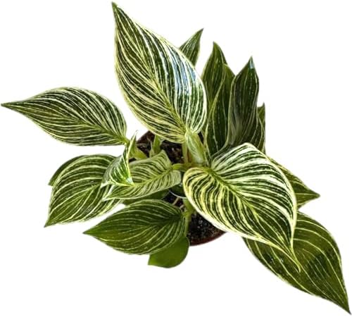Philodendron Live Plant, Air Purifying, Easy Care, Easy to Grow, Rare Variety, Live Indoor Plant, 4 inch Pot (Philodendron Birkin) - Image 5