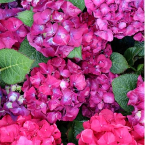 Ruby Red Pink Hydrangea Live Plant, Flower Bush, 2.5 Inch Pot - Image 2