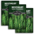 Rosemary Seeds for Planting – Survival Garden Seeds (3 Pack) by SurvivalGardenSeeds