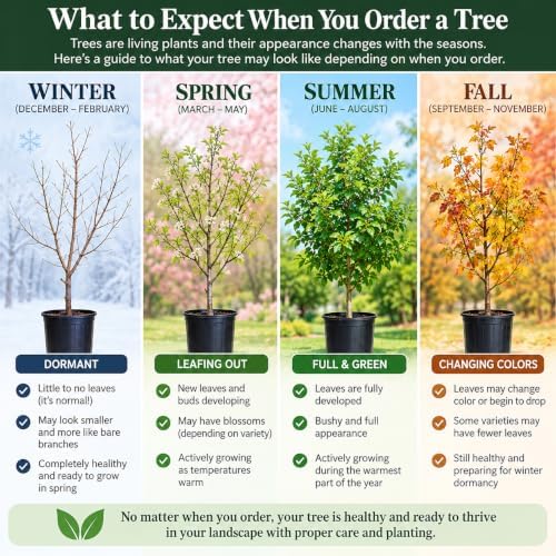 Red Delicious Apple Tree, 2 Trees, 1 gal Nursery Pot - Image 5