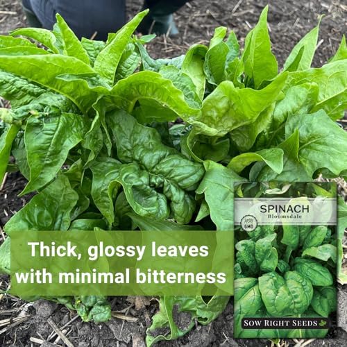 Sow Right Seeds - Bloomsdale Spinach Seed for Planting Vegetable Garden 2pk - Image 3