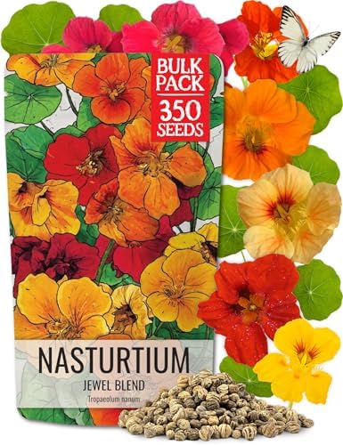 Seed Needs Nasturtium Seeds Jewel Mix Heirloom 1.5 Ounce Bulk Pack by SeedNeeds