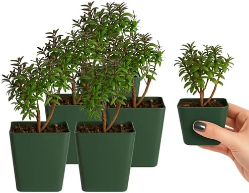 Myrtle Plant Live, Dwarf Myrtus Communis Bonsai Starter, 2-Inch Pot, 5-Pack - Image 3