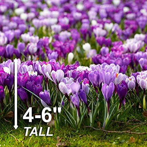 Garden State Bulb Blue Moon Mixed Crocus Flower Bulbs, 8/9cm (Bag of 50) - Image 3