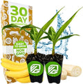 Gran Nain Banana Tree, Grand Nain (2-Pack) Live Plant by Wellspring Gardens by WellspringGardens