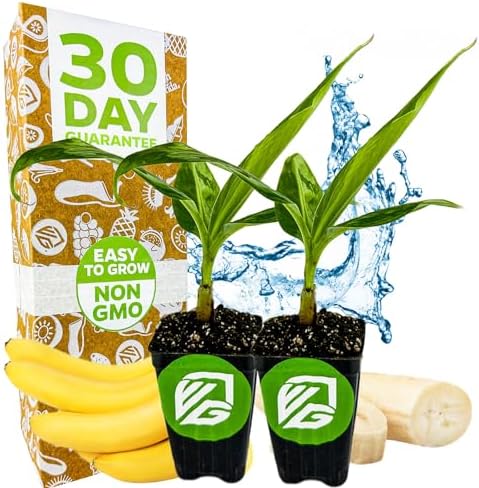 Gran Nain Banana Tree, Grand Nain (2-Pack) Live Plant by Wellspring Gardens by WellspringGardens