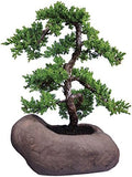 Brussel's Bonsai - Large Juniper Live Bonsai Tree, Potted Outdoor Plant by BrusselsBonsai