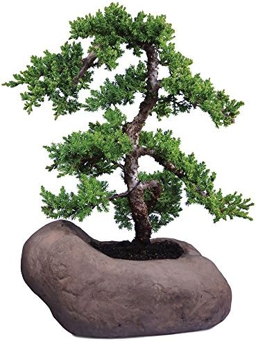 Brussel's Bonsai - Large Juniper Live Bonsai Tree, Potted Outdoor Plant by BrusselsBonsai