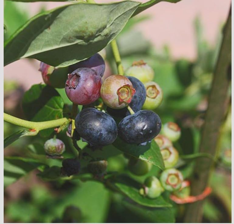 Vaccinium corymbosum ‘Chandler’ Highbush Blueberry Live Plants – Edible Fruit Bearing Berry Bush – Container Grown Nursery Plant - Image 2