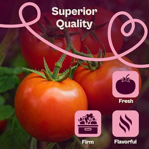 SVI 15 Plus F1 Celebrity Tomato Seeds (Solanum lycopersicum) – Heirloom Tomatoes Seed Packets, Slicing Tomatoes, Tomato Seed – Vegetable Seeds for Outdoor Home Garden Raised Beds, Containers - Image 4