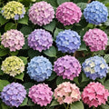 100+ Mix Hydrangea Seeds for Planting Macrophylla Giant Snowball Bonsai Hydrangea Fast Growing Shrub by Ficoszo