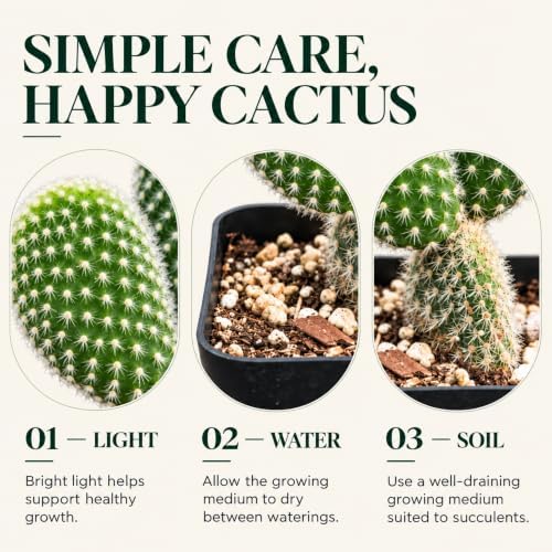Opuntia White Bunny Ear Cactus Live Plant - Indoor Outdoor Succulent Gift - Image 3