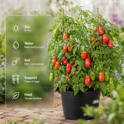 San Marzano Tomato Starter Plant, 4-6 Inches Tall in 4 Inch Pot, Live Vegetable Seedling for Patio, Container and Garden Planting - Image 7