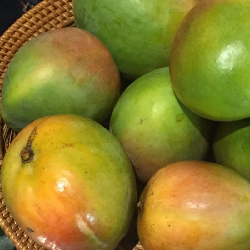 Yellow Mango Tree Live Plant, Tropical Fruit, 3 Gallon Pot - Image 4