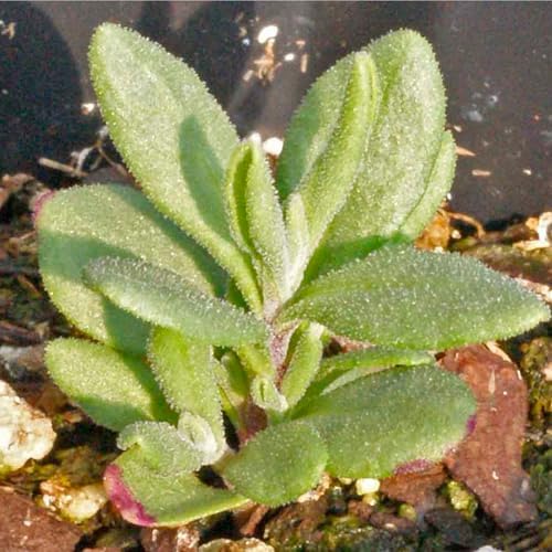 Seed Needs Spike Lavender Seeds to Plant an Herb Garden - 1 Pack - Image 5