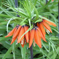 Aurora Orange Fritillaria Flower Bulb - Deer Resistant - Naturalizing - Perennializing - Easy to Grow Live Plants - Outdoor Garden by HollandBulbFarms