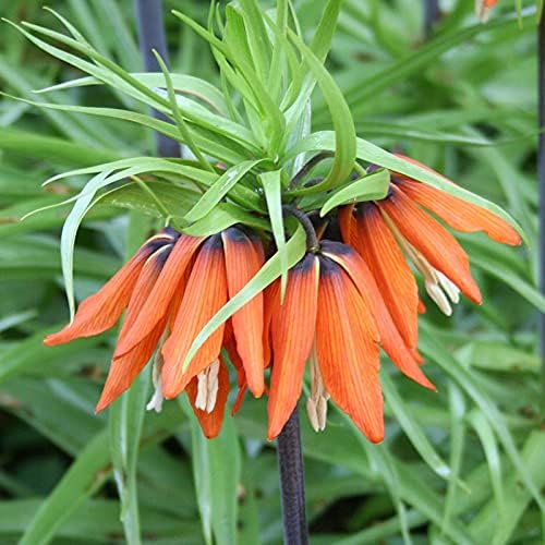 Aurora Orange Fritillaria Flower Bulb - Deer Resistant - Naturalizing - Perennializing - Easy to Grow Live Plants - Outdoor Garden by HollandBulbFarms