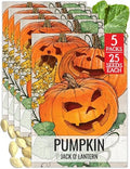 Seed Needs Jack O Lantern Pumpkin Seeds to Plant Vegetables - 5 Packs by SeedNeeds