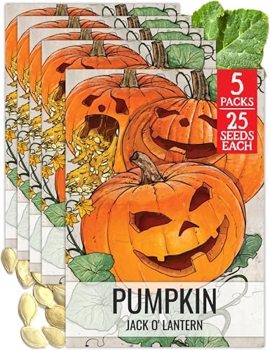 Seed Needs Jack O Lantern Pumpkin Seeds to Plant Vegetables - 5 Packs by SeedNeeds