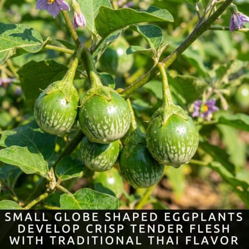 Thai Eggplant Seeds for Planting | 100 Seeds | Green Garden Vegetable - Image 2