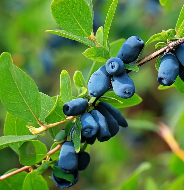 Indigo Gem Honeyberry (Haskap) Shrub - 6-12" Tall Live Plant - Image 4