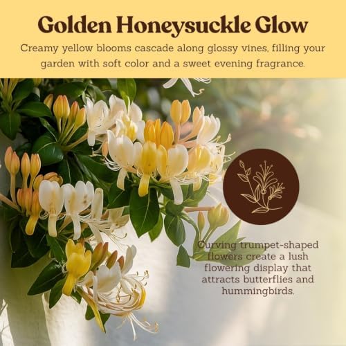 Honeysuckle Plant Live, White Fragrant Japanese Climbing, 2in Pot, 3-Pack - Image 7