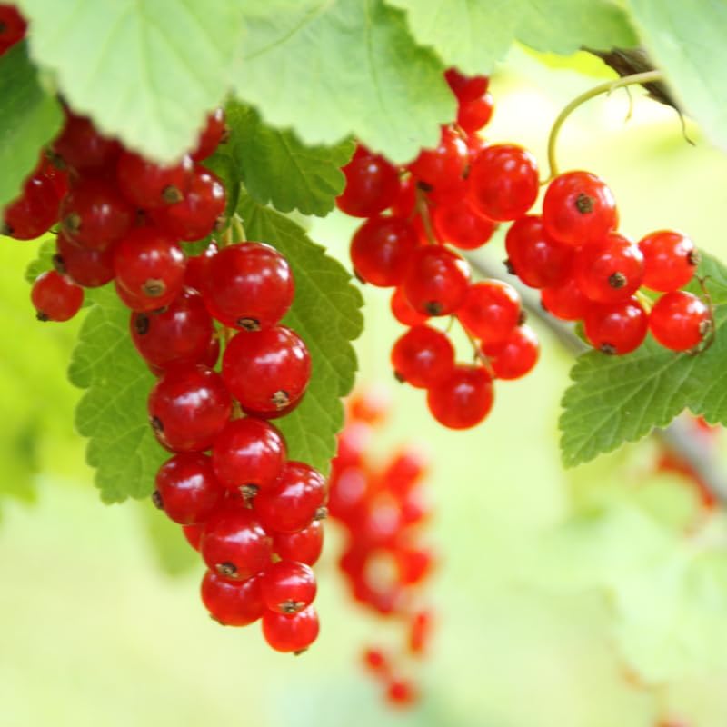 Red Currant Bush Live Plant, Backyard Berry Shrub Fruit Tree, 5-9 Inch Tall by HILROQG