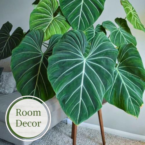 Philodendron Plant Live Exclusive Collection (4-Pack) – Rare Birkin, Gloriosum, Pink Princess & White Wizard in 2" Pot; Easy Care Indoor Plants Live Houseplants Decor for Home/Office/Garden - Image 4