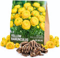 25 Yellow Ranunculus Bulbs for Planting, Peony Perennial Flower by AVERAR