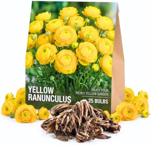 25 Yellow Ranunculus Bulbs for Planting, Peony Perennial Flower by AVERAR