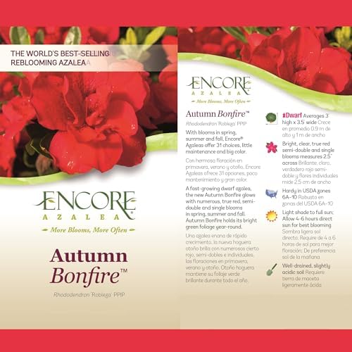 1 Gal Encore Azalea Autumn Bonfire (Pack of 2) - Image 6