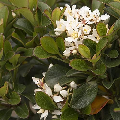 Southern Moon Yedda Hawthorn, Live Evergreen Flowering Shrub, 3 Gallon - Image 5