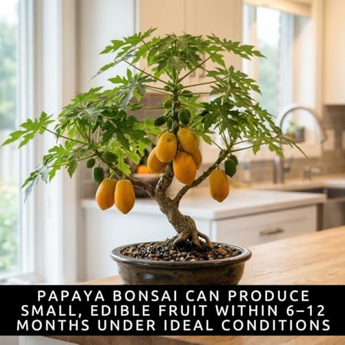Bonsai Fruit Tree Seeds Bundle, 4 Pack – 10 Papaya, 10 Peach, 10 Cherry, 10 Banana – Grow Miniature Fruit Trees – Exotic Indoor & Outdoor Bonsai Plant Kit – Garden Starter Seed Pack - Image 3