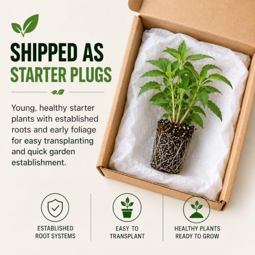 1 Lavender Bee Balm Live Plant Plug – Purple Monarda Perennial for Bees - Image 7