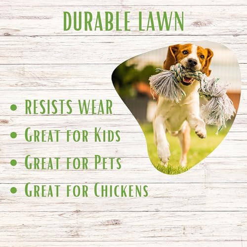 Ruff and Tuff Mow Less Fine Fescue Grass Seed, 2 Lbs, Durable Lawn, Shake to Spread, Covers up to 1000 SqFt - Image 5