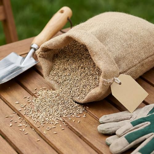 12000 Zoysia Emerald Grass Seeds, Zoysia Grass Seeds - Image 4