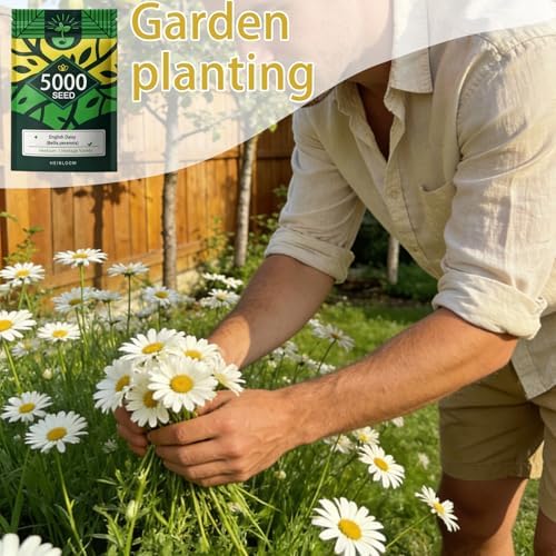 English Daisy Seeds for Planting Outdoor, Tiny Daisy Buttons, 5,000 Seeds - Image 3