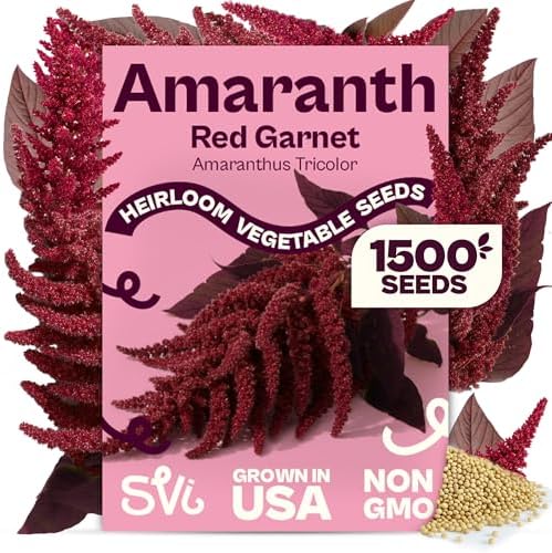 SVI 1500 Red Garnet Amaranth Seeds (Amaranthus Tricolor) – Josephs Coat Plant Seed Packets Bulk, Deep Red Amaranthus Flower – Heirloom Vegetable Seeds for Outdoor Garden, Vegetable Garden, Containers by SVI