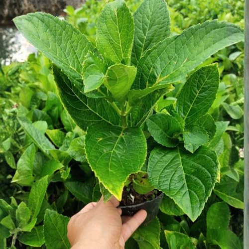 Lime Hydrangea Live Plant, Hydrangea Tree Shrub in Pot, 6-12 Inc Tall - Image 4