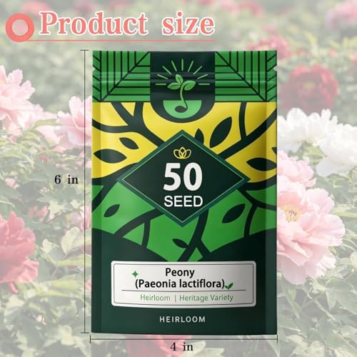 Peony Seeds, Mixed Colors Perennial Garden Flower Fragrant Blooms, 50 Seeds - Image 7