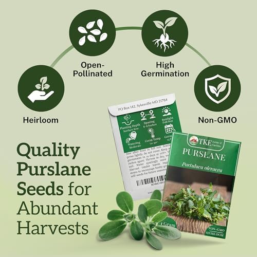 Purslane Seeds for Planting - 2000+ Heirloom Seeds - Image 2