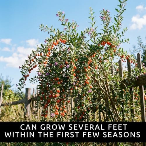 Goji Berry Seeds for Planting | 100 Seeds | Lycium Barbarum Fruit Shrub - Image 5
