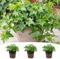 Tropical German Ivy Live Plant Plugs – Fast Growing Trailing Green Vine – Senecio Climbing Houseplant – Starter Plants for Hanging Baskets & Containers, 3 Plants by CZGrain