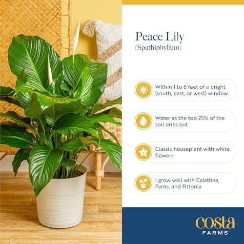 Costa Farms Spathiphyllum Peace Lily Live Indoor Plant, 3-Foot - Image 6