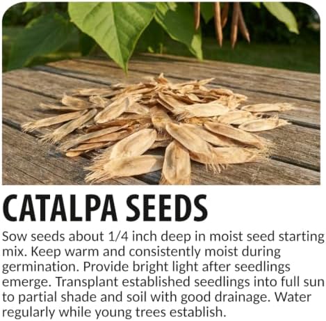 30 Catalpa Tree Seeds | Flowering Shade Tree Seeds for Planting - Image 6